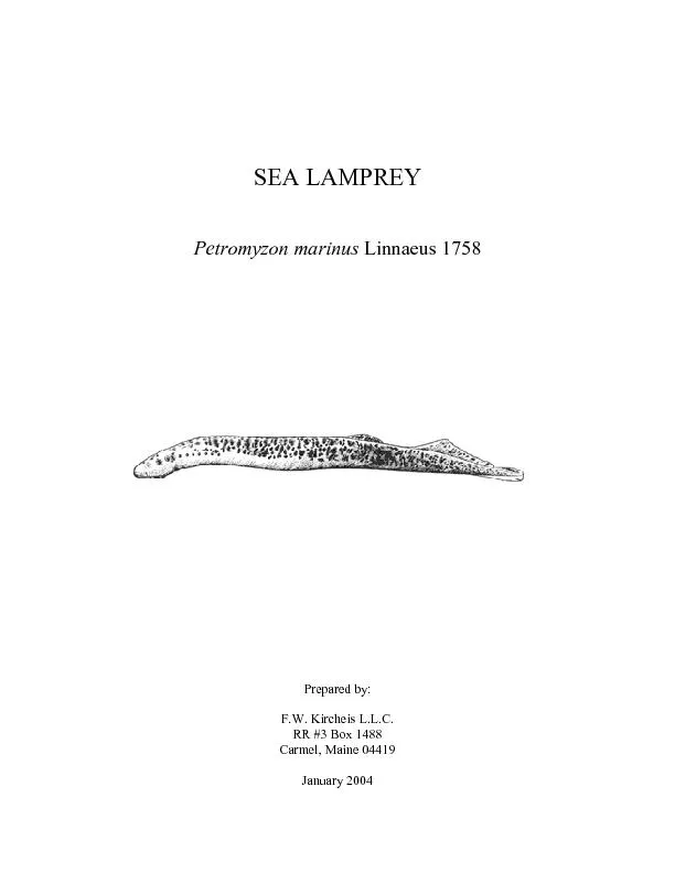 SEA LAMPREY Petromyzon marinus Linnaeus 1758