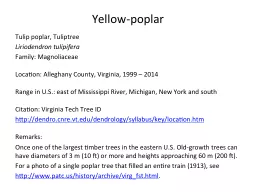 Yellow-poplar