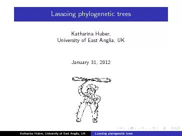 Lassoingphylogenetictrees