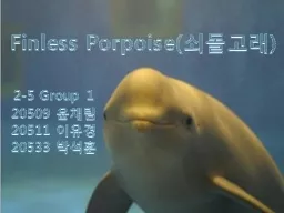 Finless Porpoise(