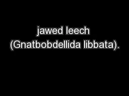 jawed leech (Gnatbobdellida libbata).