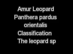 Amur Leopard Panthera pardus orientalis Classification  The leopard sp