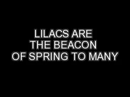LILACS ARE THE BEACON OF SPRING TO MANY
