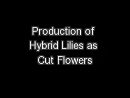 Production of Hybrid Lilies as Cut Flowers