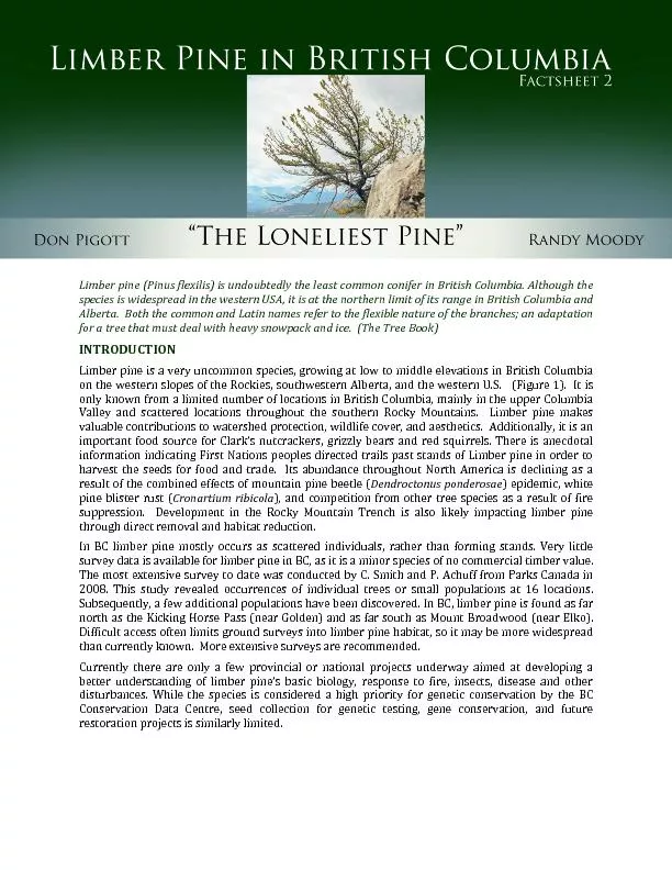Limber pine (Pinus flexilis) is undoubtedly the least co