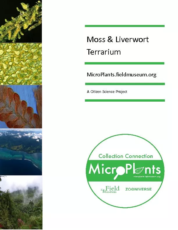 Moss & Liverwort