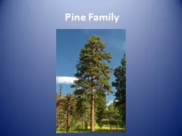 Pine Family