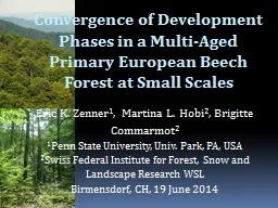 Convergence of Development Phases in a Multi-Aged Primary E