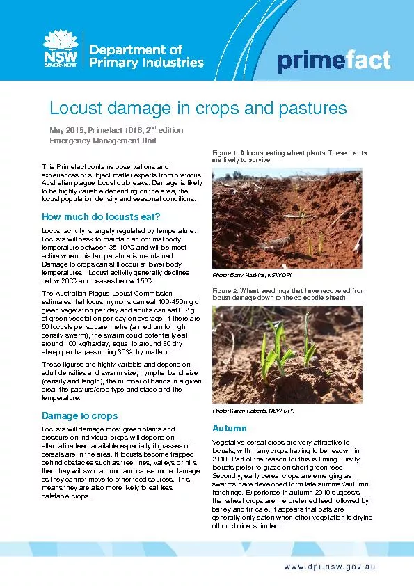 Locust damage in crops and pastures