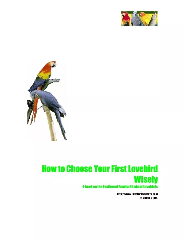 How to Choose Your First Lovebird Wisely