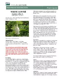 WHITE LUPINLupinus albus L.Plant Symbol = Contributed by  USDA NRCS Bi