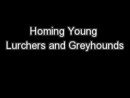 Homing Young Lurchers and Greyhounds