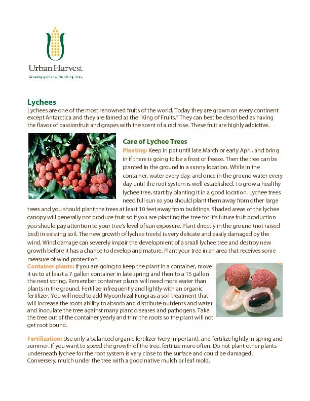 Lychees are one of the most renowned fruits of the world. Today they a