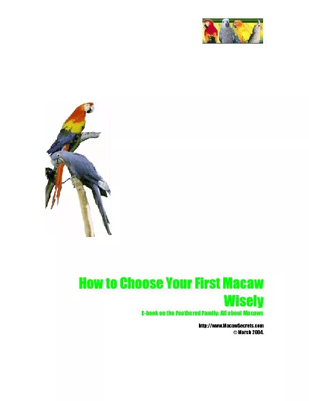How to Choose Your First Macaw Wisely