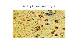 Protoplasmic Astrocyte