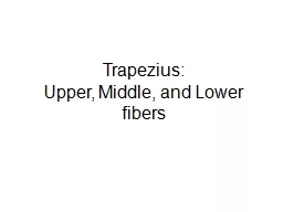 Trapezius: