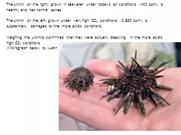 The urchin on the right, grown in seawater under today's ai