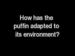 How has the puffin adapted to its environment?