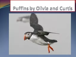 Puffins by Olivia and
