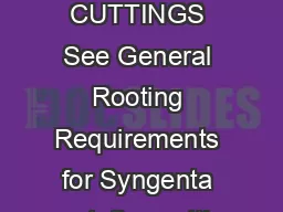 ROOTING UNROOTED CUTTINGS See General Rooting Requirements for Syngenta vegetative cuttings