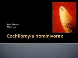 Cochliomyia