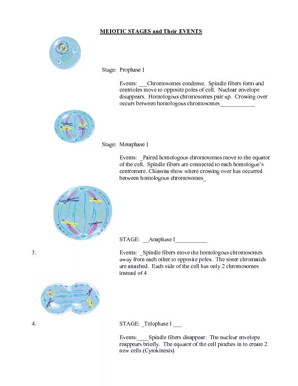 MEIOTIC STAGES and Their EVENTS