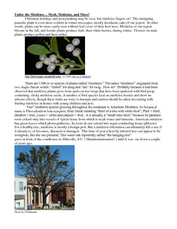 Under the Mistletoe… Myth, Medicine, and More!
