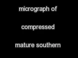 Figure C79. SEM micrograph of compressed mature southern pine, TRT1.
.