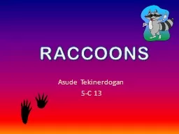 RACCOONS