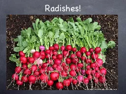 Radishes!
