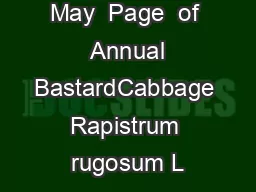 May  Page  of  Annual BastardCabbage Rapistrum rugosum L