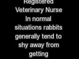 Bathing Bunnies By Claire King Registered Veterinary Nurse In normal situations rabbits