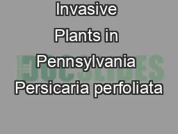 Invasive Plants in Pennsylvania Persicaria perfoliata