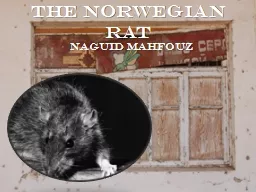 The Norwegian Rat