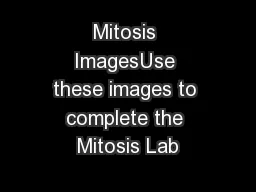 Mitosis ImagesUse these images to complete the Mitosis Lab