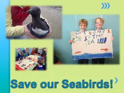 Save our Seabirds!