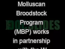 The Molluscan Broodstock Program (MBP) works in partnership with the W