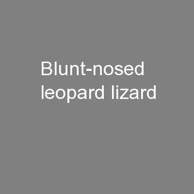 Blunt-nosed leopard lizard