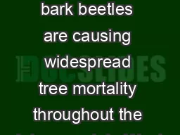 any species of bark beetles are causing widespread tree mortality throughout the Intermountain