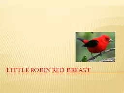 Little Robin Red Breast