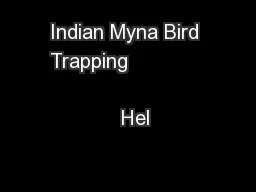 Indian Myna Bird Trapping                                          Hel