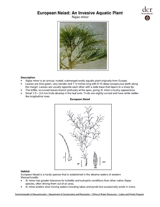 1  European Naiad: An Invasive Aquatic Plant Najas minor
