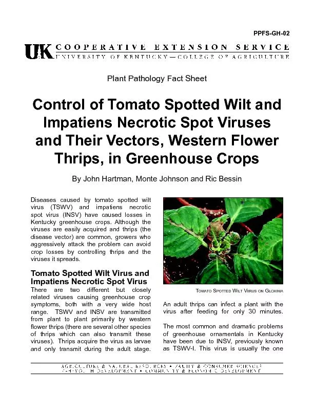 Diseases caused by tomato spotted wilt