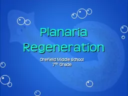 Planaria Regeneration