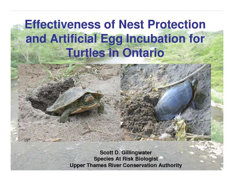 Effectiveness of Nest Protection and Artificial Egg Incubation for Tur
