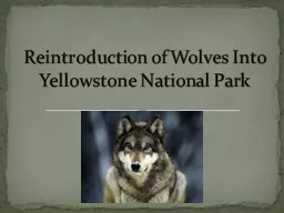 Reintroduction of Wolves Into Yellowstone National Park