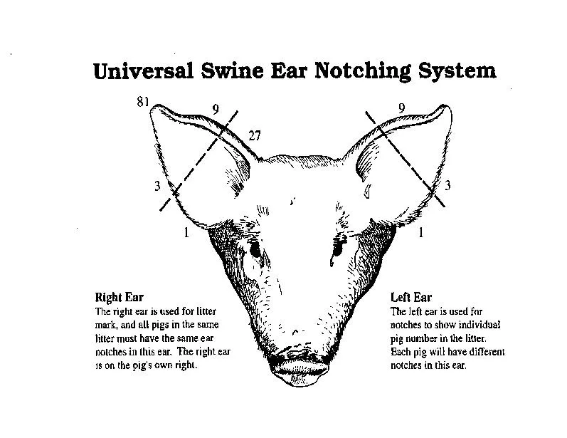 Universal Swine Ear Notching System 81 Right Ear The right ear is us