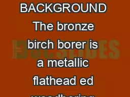 BRONZE BIRCH BORER rilus anxius BACKGROUND The bronze birch borer is a metallic flathead