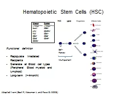 Hematopoietic Stem Cells (HSC)