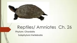 Reptiles/ Amniotes  Ch. 26